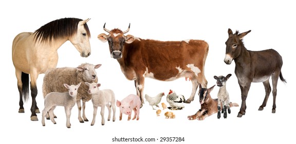 group of farm animals : cow, sheep, horse, donkey, chicken, lamb, ewe,goat, pig in front of a white background