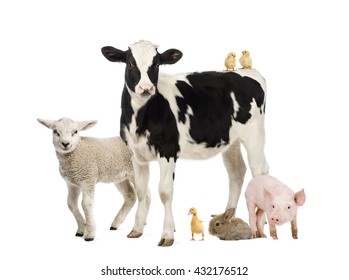 Group Of Farm Animals Isolated On White