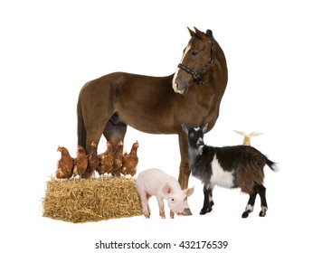 Group Of Farm Animals Isolated On White