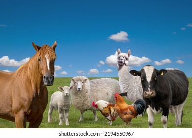 Group of farm animals on green field and blue sky background