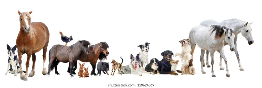 group of farm animals and pets in front of white background