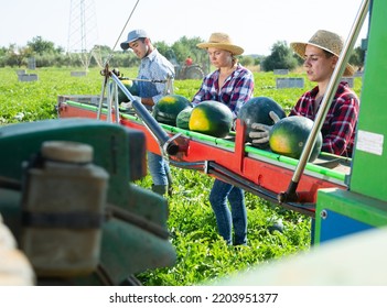 Group Of Farm Workers Picking Ripe Watermelons On Field Using Harvesting Machine