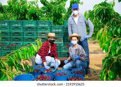 Group Of Farm Workers Wearing Protective Face Masks To Prevent Spread Of Viral Infections Posing Near Boxes 