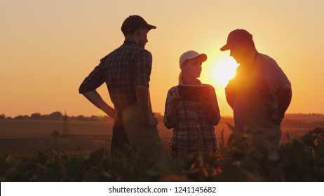 A group of farmers are discussing in the field, using a tablet. Two men and one woman. Team work in agribusiness - Shutterstock ID 1241145682