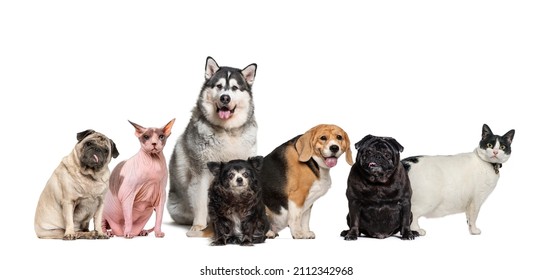 Group of fat, obese and old pets, dogs and cats in a row, isolated on white