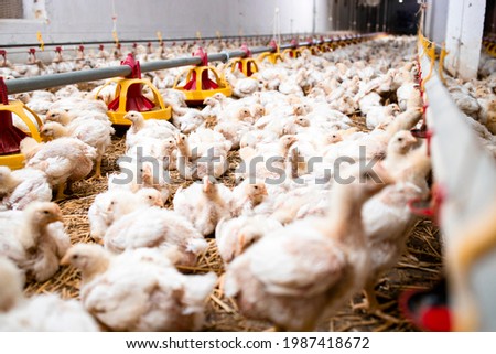 Group of fattening chickens eating at poultry farm.