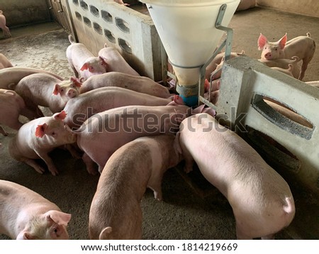 A group of fattening pigs eating from feeders on a large farm.