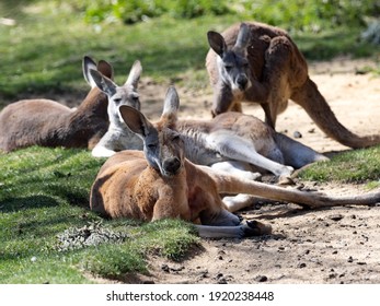 A Group Of Female Red Kangaroo, Macropus Rufus, Resting On The Lawn