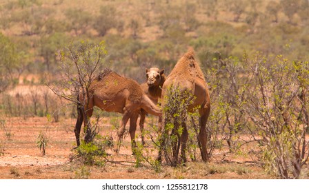 A Group Of  Feral Camels, Camelus Dromedarius, Feeding On A Bush In Outback Western Queensland Australia.