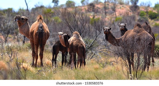 A Group Of Feral Camels In Central Australia.