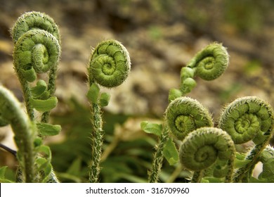 Group Fern Fiddleheads Fronds Background Springtime Stock Photo ...