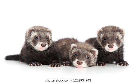 Furet Images Photos Et Images Vectorielles De Stock Shutterstock