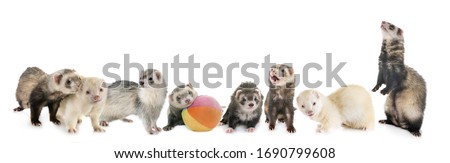 group of ferrets in front of white background