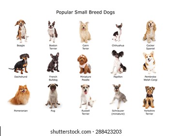 A Group Of Fifteen Common Small Breed Domestic Dogs