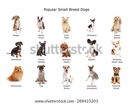 A group of fifteen common small breed domestic dogs