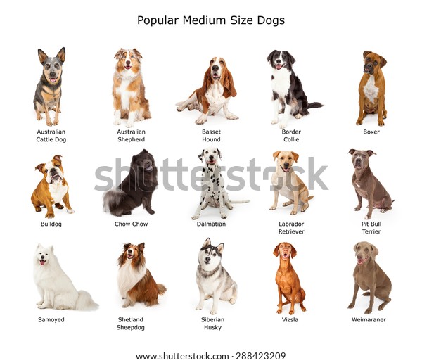 Photo De Stock De Groupe De Quinze Chiens De Race Modifier