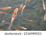 Group of fish in the clear pond with one big orange, black, and white. Showcasing its vibrant colors and elegant patterns. This symbol of luck and prosperity