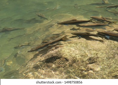 A group of fish in the river