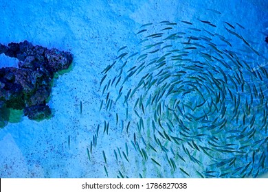 Group Of Fish Swimming Together In The Sea. Many Quantity, Bright, Sand, Rocks, Spiral