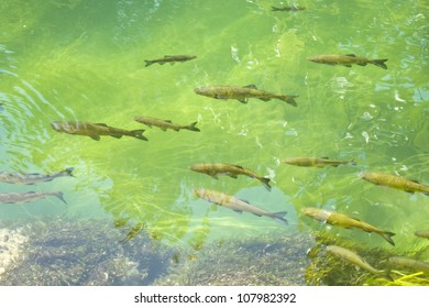 Group Of Fishes In Fresh Water Lake