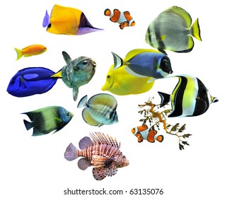 Group Fishes On White Background Stock Photo 63135076 | Shutterstock