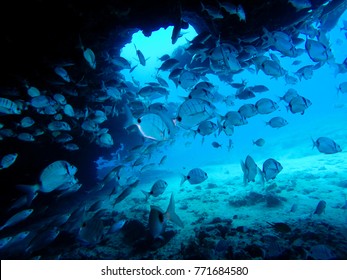 grupo de peces nadando en el océano tropical, fuerteventura