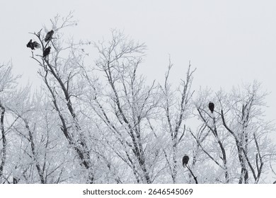 A group of five bald eagles perch high in frost covered trees along the Mississippi River.