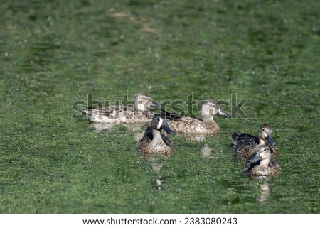 A group of five Blue Winged Teal ducks, Spatula discors, swimming in an algae covered pond.