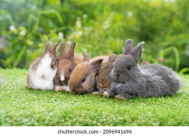 Group of five cuddly furry rabbit bunny lying down sleep together on green grass over natural background. Family baby rabbits sitting togetherness on lawn. Easter newborn bunny family concept.
