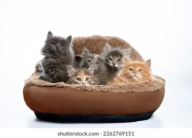 group of five different colored kittens together resting inside of basket pet carrier looking out