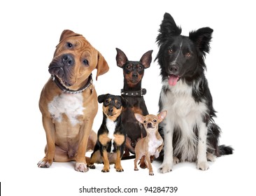 group of five dogs sitting in front of a white background