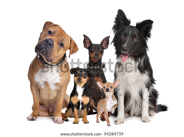 白い背景に5匹の犬のグループ の写真素材 今すぐ編集
