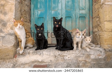 A group of five friendly cats with different coat colors posing side by side on an old stony window sill, Greece