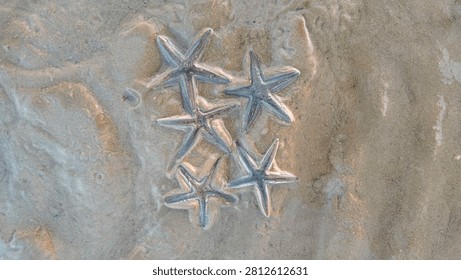 Group of five grey starfish huddled together on the wet coastal beach sand.
