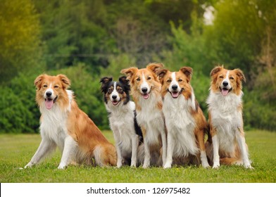 Group Of Five Happy Dogs Border Collie Sitting On The Grass In Summer