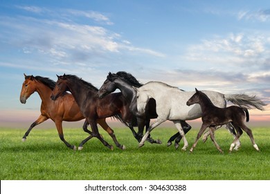 10,688 Five horses Images, Stock Photos & Vectors | Shutterstock