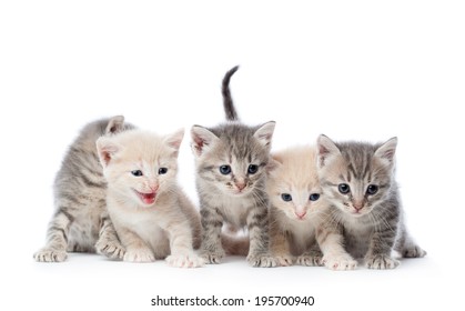 Group of five kittens. Isolated on white background - Shutterstock ID 195700940