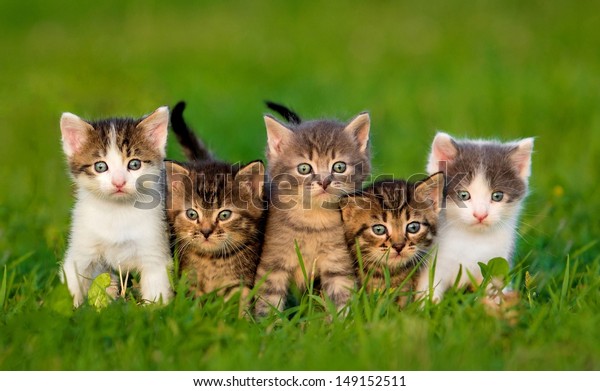 Group of five\
little kittens sitting on the\
grass
