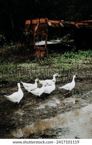 A group of five white ducks are walking together across a wet, muddy field. The birds appear to be looking for food or enjoying the day. The scene is set against a backdrop of lush greenery and a sky 