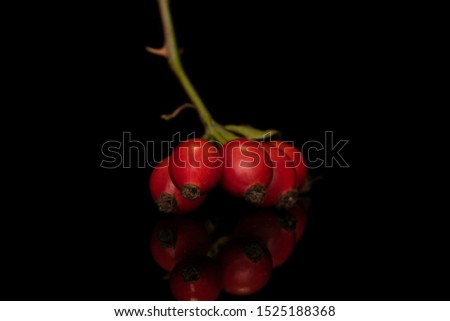 rose hips Fruit Rose hip