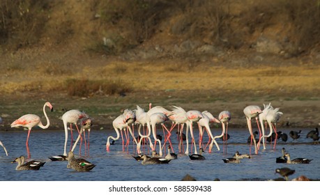 Group of Flamingo in lake in early morning during sunrise time. Pink Color beautiful birds. 