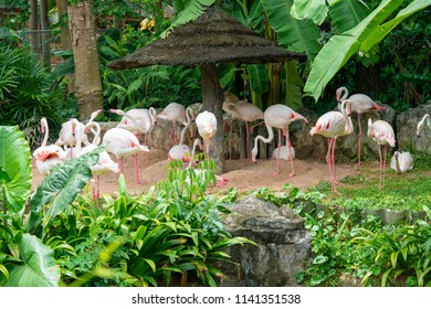 Group Flamingo Zoo Stock Photo 1141351538 | Shutterstock