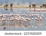 A group of flamingos and elephants in Amboseli National Park