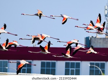 A group of flamingos flying near buildings - Powered by Shutterstock