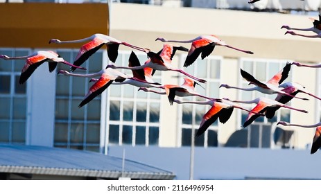 A group of flamingos flying near buildings - Powered by Shutterstock