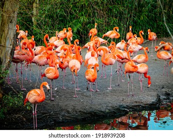 A Group Of Flamingos Gathering Near A Lake