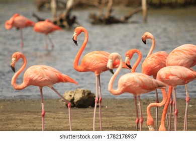 Group Of Flamingos On Bonaire  