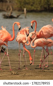 Group Of Flamingos On Bonaire  