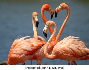 Group Of Flamingos On Bonaire  