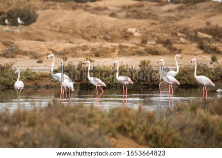 A group of flamingos (Phoenicopterus roseus) in Ria Formosa (Portugal)